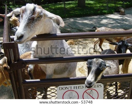 Goats at Petting Zoo