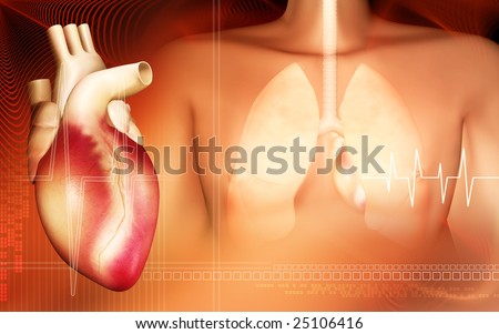 heart diagram for kids. The Human Heart Diagram For