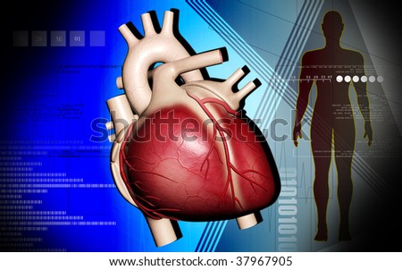 human circulatory system heart. circulatory system heart