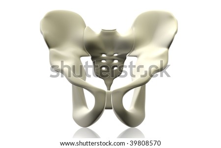 Pelvic Girdle