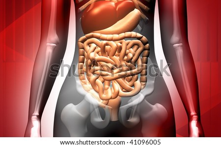 circulatory system diagram unlabeled. human digestive system diagram