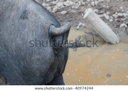 tail of black pig in the mud