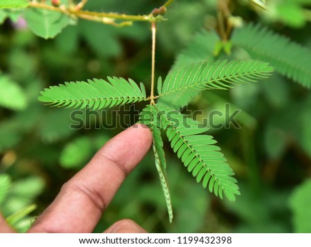 Sleep or nyctinastic movement. Folding response of the leaf of Touch me not (Mimosa pudica) plant when touched.