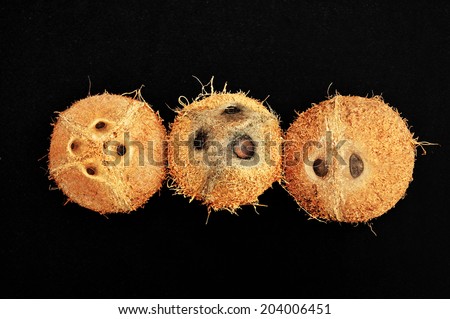 Unusual, exceptional dehusked coconuts with two, three and four eyes on black background. Caused by abnormal embryogenesis (development of the embryo).