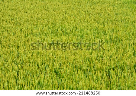 Frame-filling Indian paddy field showing short, high yielding variety of rice bearing beautiful golden ears. Horizontal composition. Top view. No sky.
