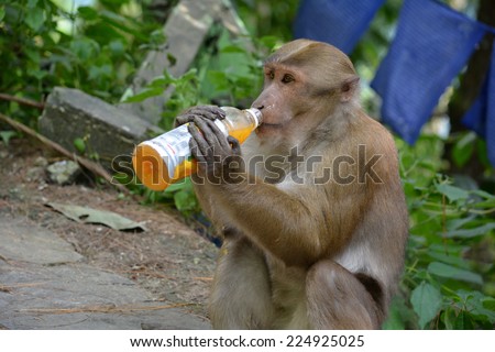 Bonnet macaque (Macaca radiata) drinking mango juice from bottle.