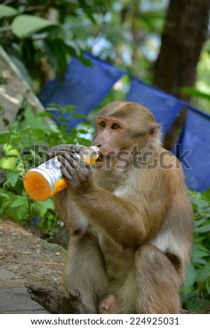 Human-animal interaction. Effect of man on wild animals. Clever Bonnet macaque (Macaca radiata) in Khatmandu, Sikkim, drinking mango juice from a plastic bottle - an unusual unnatural animal behavior.