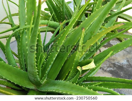 Aloe vera, herbal medicinal plant.