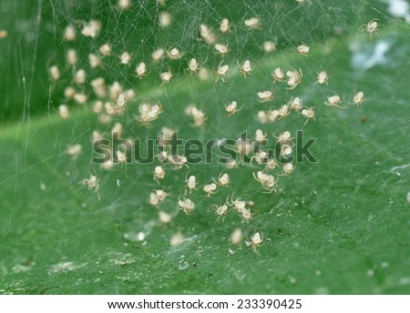 Baby animals. A cluster of baby spiders crowd together in the cobweb nest on a leaf.