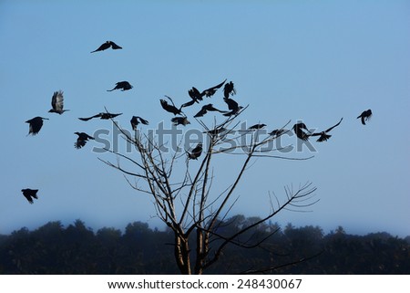 Crows (Corvus splendens) flying off from a dead tree.