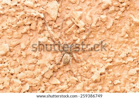 Camouflage - spider (Neosparassus) on a textured wall.