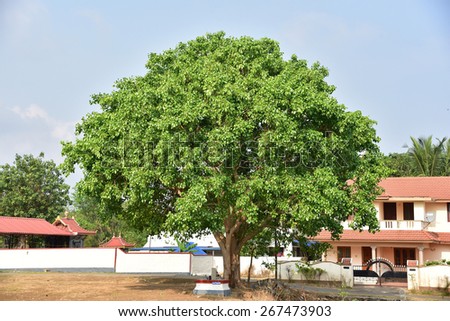 PALAKKAD, KERALA, INDIA, APRIL 02, 2015: Nature worship. A sacred banyan tree (Ficus benghalensis). Ficus trees purify air. Robust suppliers of oxygen. Leaves trap dust. Hindus worship the tree.