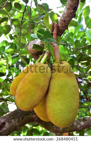 A bunch of jack fruits. Four jack fruits (Artocarpus heterophyllus) of different age hanging from the trunk.