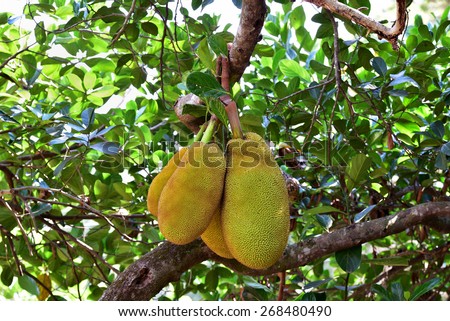 A bunch of jack fruits: Four jack fruits (Artocarpus heterophyllus) of different age hanging from the trunk.