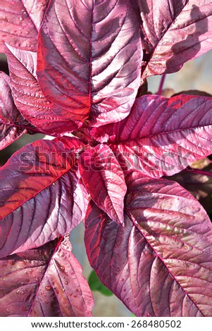 Maroon colored leaves of edible red amaranth (Amaranthus tricolor).