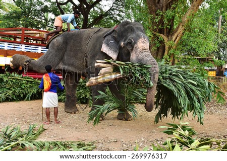 NENMARA, PALAKKAD, KERALA, INDIA, APRIL 03, 2015: Man-animal interaction. An Indian elephant (Elephas maximus indicus) and its mahout. The animal lifts its leg to help a mahout climb on him.