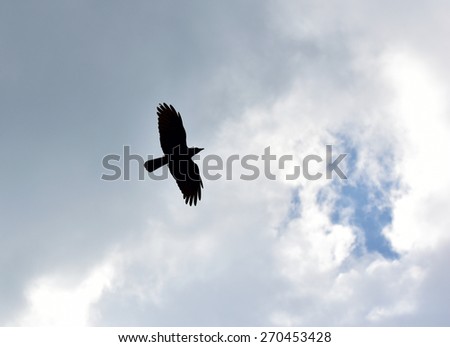 Freedom to travel. Born free. Sky is the limit. Silhouette of a crow (Corvus brachyrhynchos) flying against the bright sky.