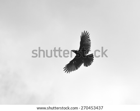 Freedom to travel. Born free. Sky is the limit. Spreading wings. Silhouette of a crow (Corvus brachyrhynchos) flying against the bright sky.