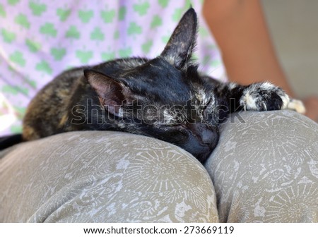 Secure and peaceful life. At peace with life. Security in life. Pet cat resting in the lap of a teenage girl.