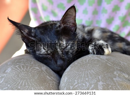 Secure and peaceful life. At peace with life. Security in life. When you have peace of mind, you sleep well. Pet cat sleeping in the lap of a teenage girl.
