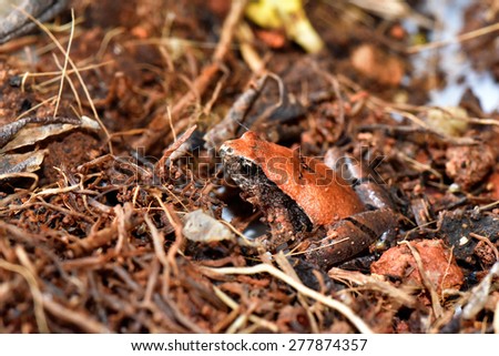 Portrait of a frog. Closeup of a small frog in its natural environment - tropical rain forest. Example of Camouflage.