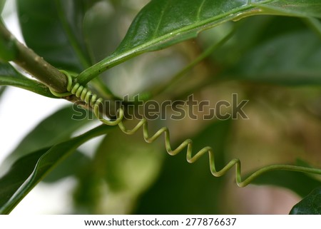 Tendril of passion fruit plant (Passiflora edulis).
