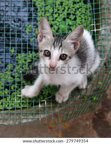 Kitten sitting on the net of a fish tank looking up with innocent eyes.
