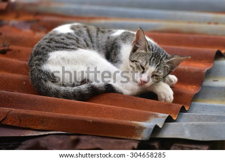 Concept of Contradiction! Cat sleeping peacefully on hot tin roof! Catnap on the roof.