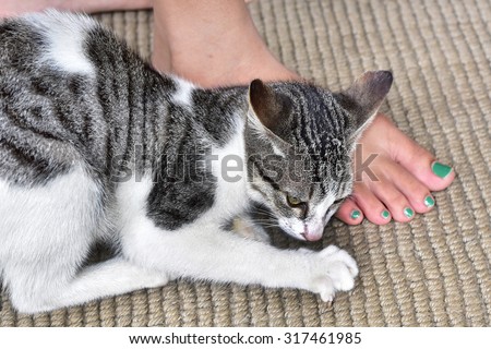 Pet cat resting peacefully at the foot of its owner, on the door mat.