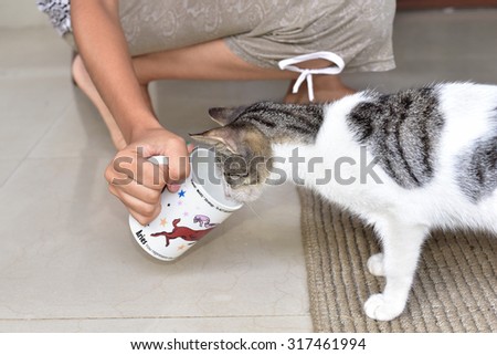 Curious Pet cat looking inside the porcelain cup held by a teenage girl. Funny animal.
