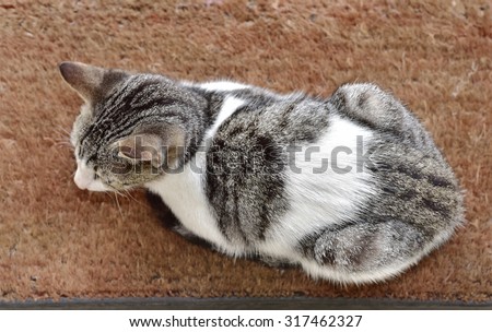 Dorsal side of a Pet cat sitting on a coir door mat. View from above.