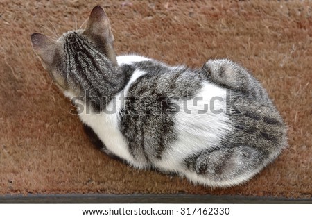 Dorsal side of a Pet cat sitting on a coir door mat. View from above.