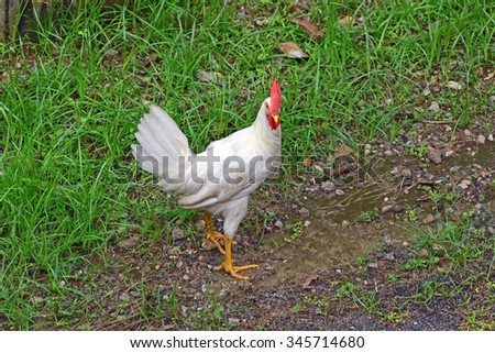 A young white leghorn rooster out in the open field. Farm chicken - Gallus gallus domesticus. H1N1 bird flu. Free range chicken.