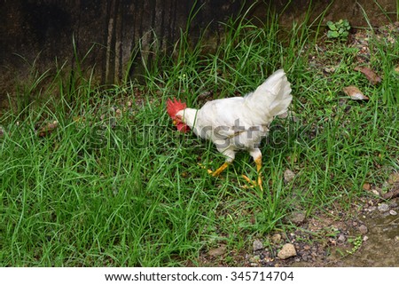 A young white leghorn rooster out in the open field searching for worms among grass. Farm chicken (Gallus gallus domesticus).