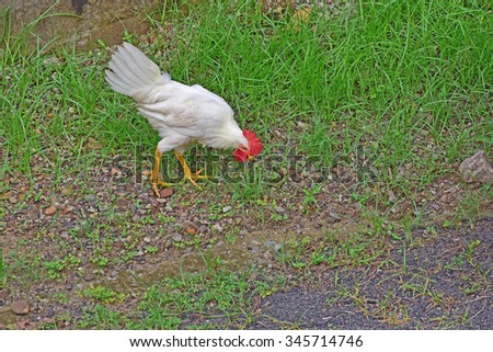 A young white leghorn rooster out in the open field picking worms from the ground. Farm chicken - Gallus gallus domesticus. Bird flu. Free range chicken.