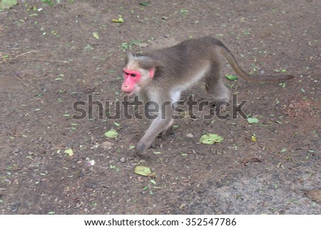 Rhesus macaque, the common monkey native of Asia, walking on the road at Meghamail, Theni, Tamilnadu.