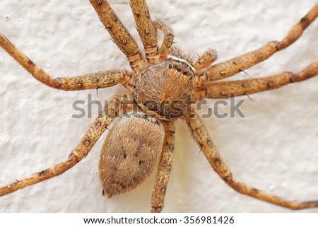 Neosparassus huntsman spider on a white wall. Close up.