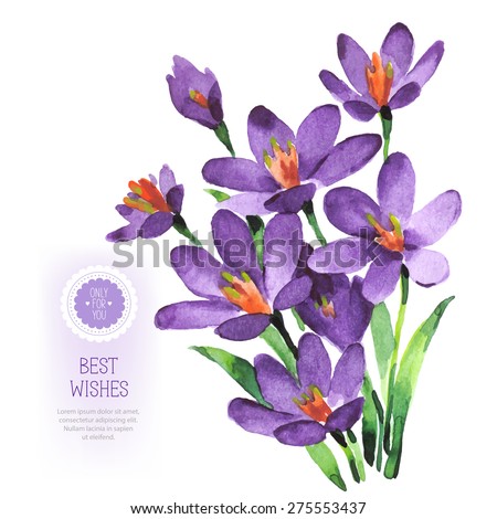 Vector watercolor purple flowers on white backdrop. Isolated hand drawing violet crocuses. Floral illustration bouquet for invitations, cards, greetings with best wishes.