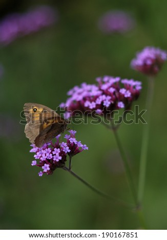 Butterfly on light purple flower head. Meadow brown butterfly common to the UK. Photo taken in gardens in Worcestershire UK.