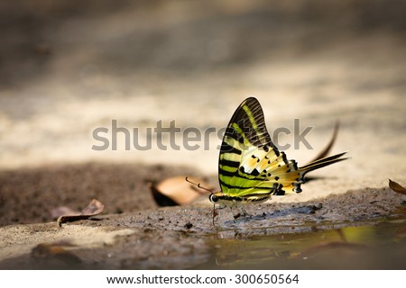 Five-bar Sword tail Butterfly