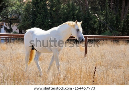 A white horse walking on meadow.
