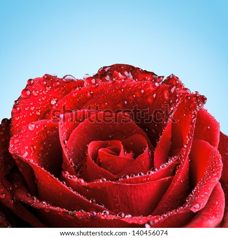 Red rose covered in dew in front of a blue background.