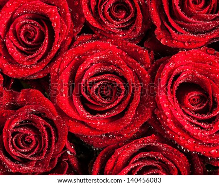 Many red roses covered in dew.