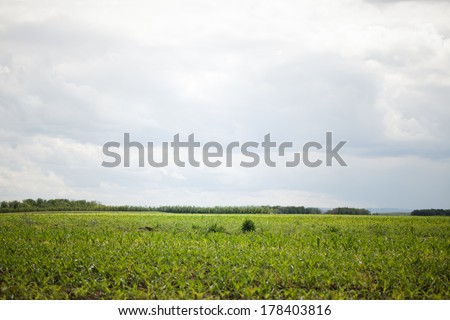 Large vegetable field on a spring day.