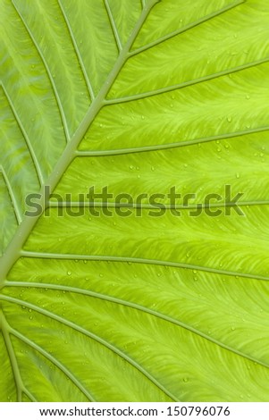 Leaves Giant Upright Elephant Ear, Night-scented Lily (Alocasia Odora)
