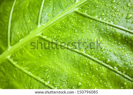 Leaves Giant Upright Elephant Ear, Night-scented Lily (Alocasia Odora)