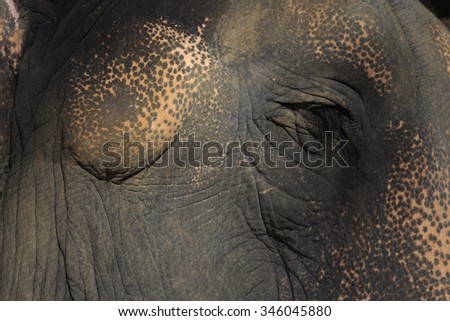 skin and texture elephant