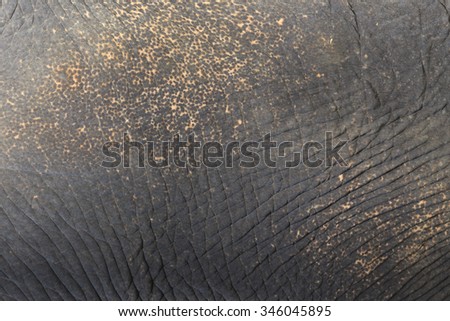 skin and texture elephant