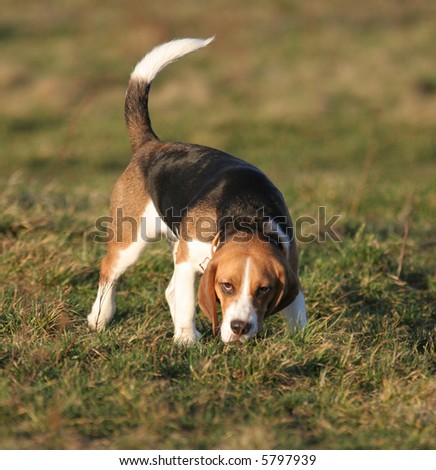 A beautiful Beagle hound dog head portrait with cute expression in the face watching other dogs in the park outdoors.