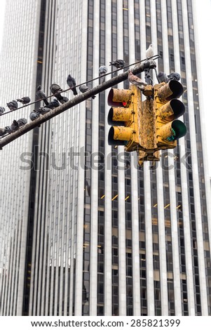 Group of pigeons seating on traffic light in Manhattan, New York.